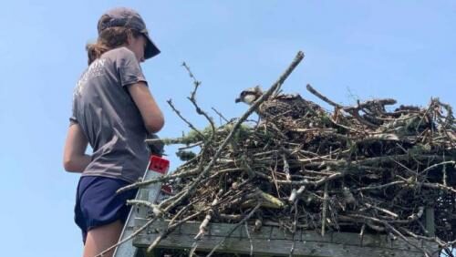 Emma Harte worked to protect shorebirds this summer. 