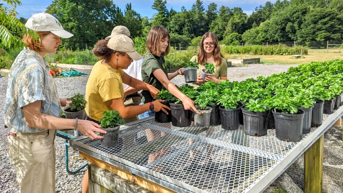 Students in Cornell Botanic Gardens’ Learning by Leading program moving plants they propagated from greenhouse to outdoors.