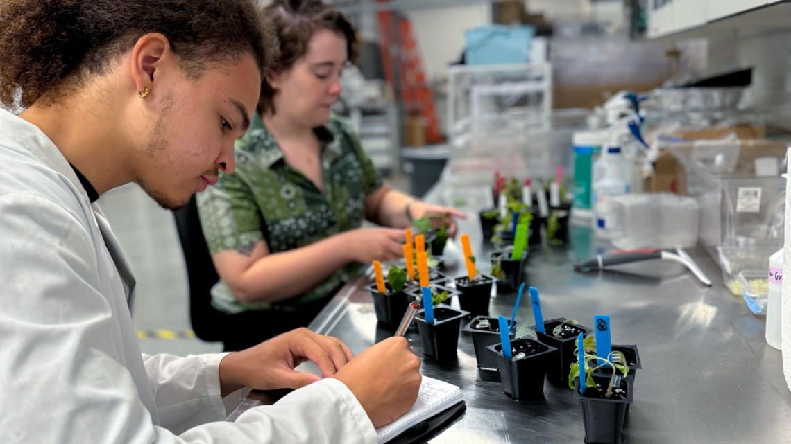 Ithaca High School senior Etienne Exantus, left, studies tomato grafting with graduate student and mentor Sam Yanders.